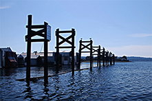 Puget Sound pilings